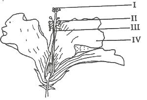The likely pollinating agent of the flower is